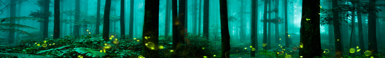 Summer Forest Fireflies